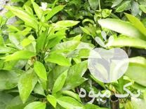 فروش نهال نارنگی ژاپنی دوساله چندشاخه قیمت پاین در قائم شهر در گروه خرید فروش نهال - انواع گردو پسته بادام سلطانی انگور در یکمیوه -عکس1