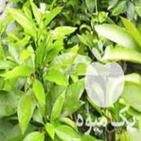 فروش نهال نارنگی ژاپنی دوساله چندشاخه قیمت پاین در قائم شهر در گروه خرید فروش نهال - انواع گردو پسته بادام سلطانی انگور در یکمیوه