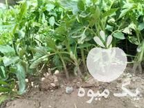 فروش شیتیل گوجه فرنگی در میاندوآب در گروه خرید فروش عمده گوجه فرنگی - فرنگی سبز قرمز سیاه کبابی ربی در یکمیوه -عکس1