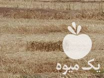 فروش جو و پرس جو خشک در سبزوار در گروه خرید فروش عمده گندم و جو - بلغور شیرازی فروش عمده محصول کشاورزی در یکمیوه -عکس1