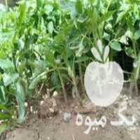 فروش شیتیل گوجه فرنگی در میاندوآب در گروه خرید فروش عمده گوجه فرنگی - فرنگی سبز قرمز سیاه کبابی ربی در یکمیوه