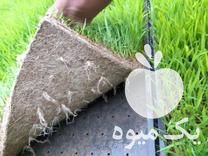 فروش برنج آماده نشاء در زنجان در گروه خرید فروش نشا - انواع گوجه برنج کاهو پیاز کاری فرنگی در یکمیوه -عکس1