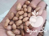 فروش بادام بذری در اردبیل در گروه بادام - درختی کوهی زمینی فروش عمده در یکمیوه -عکس1