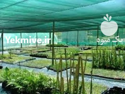 سایبان گلخانه در بابل  در گروه خرید فروش تجهیزات گلخانه - صنعتی خانگی هوشمند دست دوم در یکمیوه -عکس2