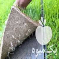 فروش برنج آماده نشاء در زنجان در گروه خرید فروش نشا - انواع گوجه برنج کاهو پیاز کاری فرنگی در یکمیوه