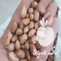 فروش بادام بذری در اردبیل در گروه بادام - درختی کوهی زمینی فروش عمده در یکمیوه