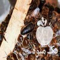 فروش ملکه زنبور عسل در قوچان در گروه زنبورعسل - زنبورداری نوین صنعتی مدرن کندو در یکمیوه