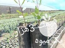 فروش نهال پسته انواع انگور در خواف در گروه خرید فروش نهال - انواع گردو پسته بادام سلطانی انگور در یکمیوه -عکس1