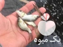 فروش بچه ماهی کپور 100 تا150گرمی در حسن آباد در گروه ماهی کپور - ماهیان معمولی علف خوار پرورشی خرید و فروش در یکمیوه -عکس1