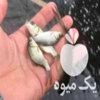 فروش بچه ماهی کپور 100 تا150گرمی در حسن آباد در گروه ماهی کپور - ماهیان معمولی علف خوار پرورشی خرید و فروش در یکمیوه