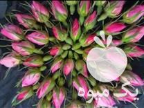 خریدار گیاهان دارویی تازه و تر شما در ابهر در گروه خرید فروش عمده گیاهان زینتی - گرمسیری آپارتمانی باغچه آب در یکمیوه -عکس1