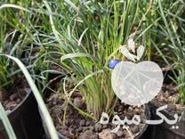 فروش گل و چمن گلدان زده در نشتارود در گروه خرید فروش عمده گیاهان زینتی - گرمسیری آپارتمانی باغچه آب در یکمیوه -عکس1