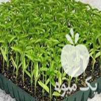 فروش انواع نشاء در همدان در گروه خرید فروش نشا - انواع گوجه برنج کاهو پیاز کاری فرنگی در یکمیوه