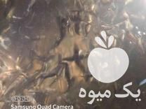 خرید بچه ماهی قزل آلا تحت لیسانس اسپانیا در اصفهان در گروه انواع ماهی - سالمون شیر کپور قرمز شوریده سفید گوپی مرکب در یکمیوه -عکس1