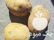 فروش سیب زمینی خوراکی و بذر در بهار  در گروه خرید فروش عمده سیب زمینی - زودرس دیررس آگریا اسپریت اردبیل همدان در یکمیوه -عکس1