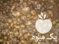 فروش سیب زمینی جیلی 98 در سنندج در گروه خرید فروش عمده سیب زمینی - زودرس دیررس آگریا اسپریت اردبیل همدان در یکمیوه -عکس1
