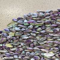 فروش پسته ومغز پسته رفسنجان زغال پسته گردو و عسل در تهران در گروه خرید فروش عمده چوب- زغال چوب گردو تبریزی خام در یکمیوه