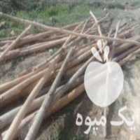 خرید چوب باغی در مشهد در گروه خرید فروش عمده چوب- زغال چوب گردو تبریزی خام در یکمیوه