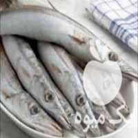 فروش ماهی جنوب در رشت در گروه انواع ماهی - سالمون شیر کپور قرمز شوریده سفید گوپی مرکب در یکمیوه