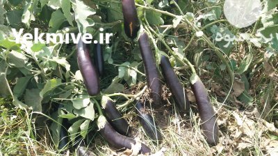 بذر بادمجان جنتو در میناب در گروه خرید فروش عمده بادمجان - قلمی دلمه کبابی مشکی سفید در یکمیوه -عکس2