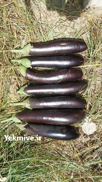 بذر بامجان کلش در میناب در گروه خرید فروش عمده بادمجان - قلمی دلمه کبابی مشکی سفید در یکمیوه -عکس2