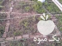 فروش نهال گوجه فرنگی در بجنورد در گروه خرید فروش نهال - انواع گردو پسته بادام سلطانی انگور در یکمیوه -عکس1