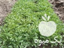 فروش بوته ی گوجه در چهاربرج در گروه خرید فروش عمده گوجه فرنگی - فرنگی سبز قرمز سیاه کبابی ربی در یکمیوه -عکس1