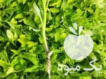 فروش شیتیل گوجه فرنگی صادراتی در میاندوآب در گروه خرید فروش عمده گوجه فرنگی - فرنگی سبز قرمز سیاه کبابی ربی در یکمیوه -عکس1