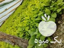 فروش شتیل فلفل تند در شبستر در گروه خرید فروش نشا - انواع گوجه برنج کاهو پیاز کاری فرنگی در یکمیوه -عکس1