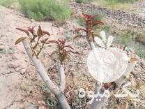 فروش پیوند نهال ودرخت پسته در فیض آباد در گروه خرید فروش نهال - انواع گردو پسته بادام سلطانی انگور در یکمیوه -عکس1