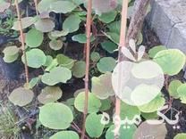 فروش نهال کیوی  ارزان در تنکابن در گروه خرید فروش نهال - انواع گردو پسته بادام سلطانی انگور در یکمیوه -عکس1