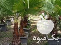 فروش انواع شمشاد نهال انواع کاج سیکاس و   در لاهیجان در گروه خرید فروش عمده گیاهان زینتی - گرمسیری آپارتمانی باغچه آب در یکمیوه -عکس1