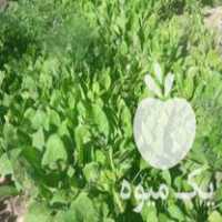 فروش نشاء گوجه بادمجان وفلفل شیرین در اصفهان در گروه خرید فروش نشا - انواع گوجه برنج کاهو پیاز کاری فرنگی در یکمیوه