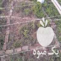 فروش نهال گوجه فرنگی در بجنورد در گروه خرید فروش نهال - انواع گردو پسته بادام سلطانی انگور در یکمیوه