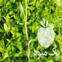 فروش شیتیل گوجه فرنگی صادراتی در میاندوآب در گروه خرید فروش عمده گوجه فرنگی - فرنگی سبز قرمز سیاه کبابی ربی در یکمیوه