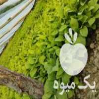 فروش شتیل فلفل تند در شبستر در گروه خرید فروش نشا - انواع گوجه برنج کاهو پیاز کاری فرنگی در یکمیوه