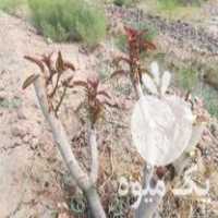 فروش پیوند نهال ودرخت پسته در فیض آباد در گروه خرید فروش نهال - انواع گردو پسته بادام سلطانی انگور در یکمیوه