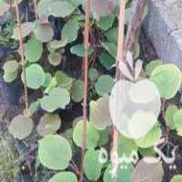 فروش نهال کیوی  ارزان در تنکابن در گروه خرید فروش نهال - انواع گردو پسته بادام سلطانی انگور در یکمیوه