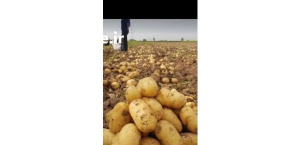 فروش باربارکن هستم هندوانه خربزه در دزفول در گروه بار بارکن خرید و فروش عمده محصولات کشاورزی باربارکن میوه گوجه در یکمیوه -عکس1