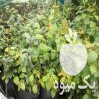 فروش نهال سیاه ریشه در قائم شهر در گروه خرید فروش نهال - انواع گردو پسته بادام سلطانی انگور در یکمیوه