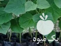 فروش تولید کننده و توزیع کننده عمده نشا و نهال پالونیا در تهران در گروه خرید فروش نشا - انواع گوجه برنج کاهو پیاز کاری فرنگی در یکمیوه -عکس1