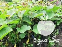 فروش نهال کیوی خونی و هایوارد در بهمن در گروه خرید فروش نهال - انواع گردو پسته بادام سلطانی انگور در یکمیوه -عکس1