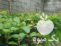 فروش نهال کیوی خونی وهایوارد در چوبر در گروه خرید فروش نهال - انواع گردو پسته بادام سلطانی انگور در یکمیوه -عکس1