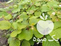 فروش نهال کیوی هایوارد طلایی و خونی درجه یک در لیسار در گروه خرید فروش نهال - انواع گردو پسته بادام سلطانی انگور در یکمیوه -عکس1