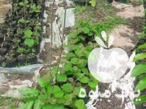 فروش نهال کیوی هایوارد و شمشاد طلایی در تنکابن در گروه خرید فروش نهال - انواع گردو پسته بادام سلطانی انگور در یکمیوه -عکس1