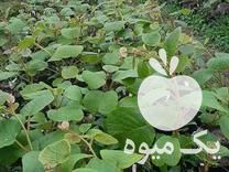 فروش نهال کیوی هایوارد طلایی وخونی تو سرخ  در تنکابن در گروه خرید فروش نهال - انواع گردو پسته بادام سلطانی انگور در یکمیوه -عکس1