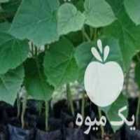 فروش تولید کننده و توزیع کننده عمده نشا و نهال پالونیا در تهران در گروه خرید فروش نشا - انواع گوجه برنج کاهو پیاز کاری فرنگی در یکمیوه