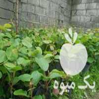 فروش نهال کیوی خونی وهایوارد در چوبر در گروه خرید فروش نهال - انواع گردو پسته بادام سلطانی انگور در یکمیوه