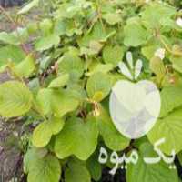 فروش نهال کیوی هایوارد طلایی و خونی درجه یک در لیسار در گروه خرید فروش نهال - انواع گردو پسته بادام سلطانی انگور در یکمیوه