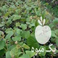 فروش نهال کیوی هایوارد طلایی وخونی تو سرخ  در تنکابن در گروه خرید فروش نهال - انواع گردو پسته بادام سلطانی انگور در یکمیوه